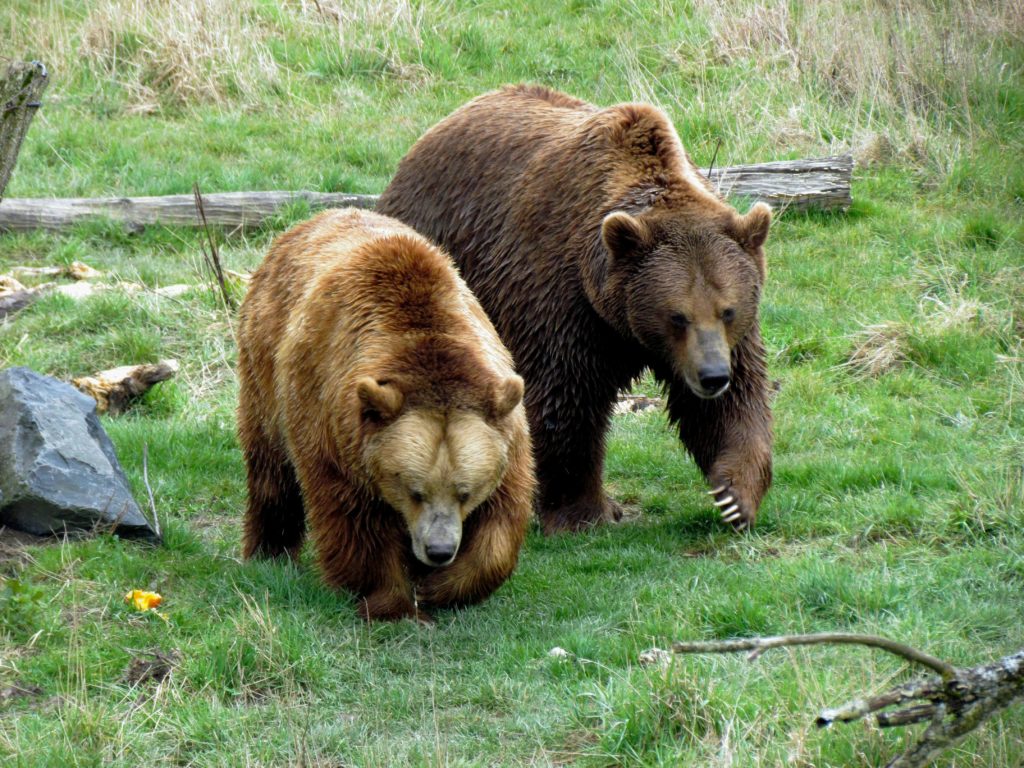 Grizzly Bears